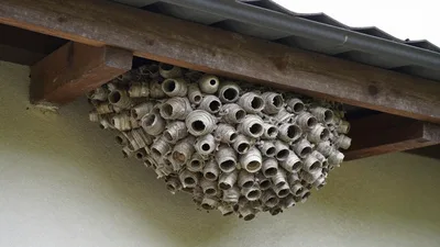 Wespen- und Hornissenbekämpfung in Handewitt
